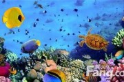 最新爆料海底世界,揭秘海底世界新发现